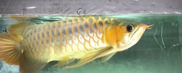 龍魚夏天不加熱可以嗎（夏天養龍魚需要加熱棒嗎？）