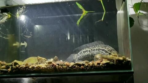 最好看好養的雷龍魚品種有哪些（雷龍魚品種各有千秋，）