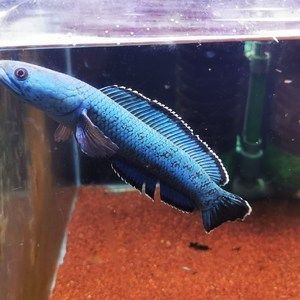 最好看好養的雷龍魚品種有哪些（雷龍魚品種各有千秋，）