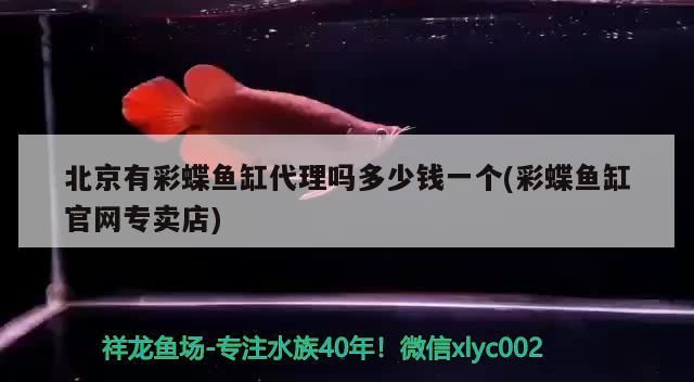 紅龍魚混養什么魚好養：紅龍魚混養最佳搭配