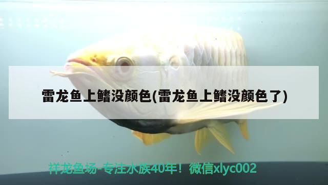 紅龍魚混養什么魚好養：紅龍魚混養最佳搭配