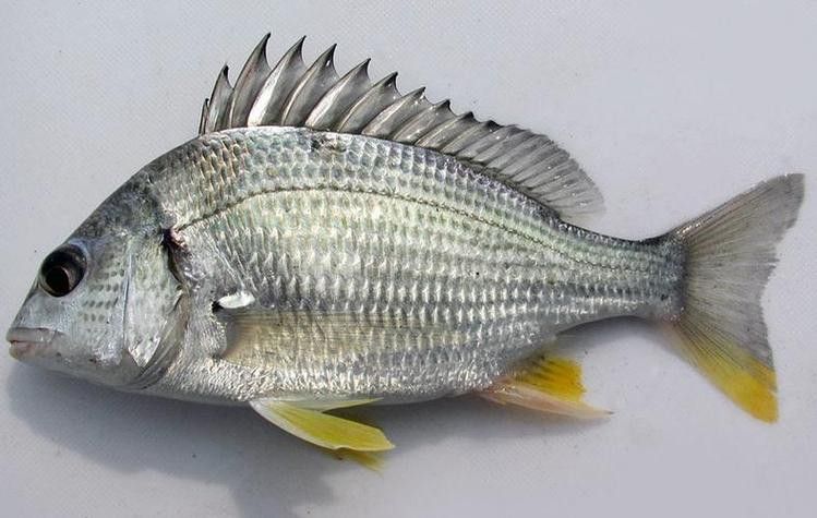 海底飛龍魚圖片大全