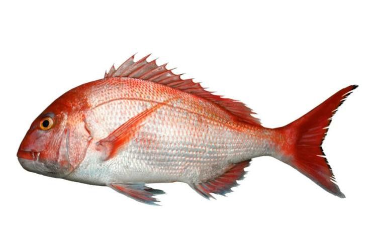 海底飛龍魚圖片大全