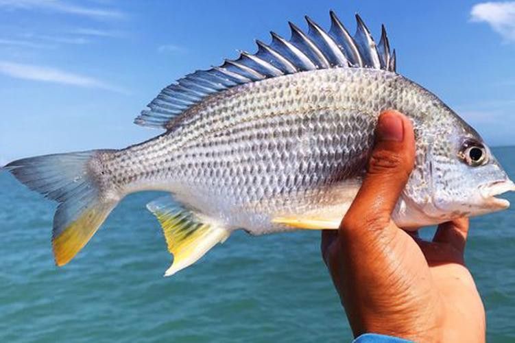 海底飛龍魚圖片大全
