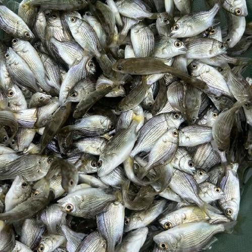 海底飛龍魚圖片大全