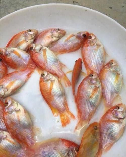 海底飛龍魚圖片大全