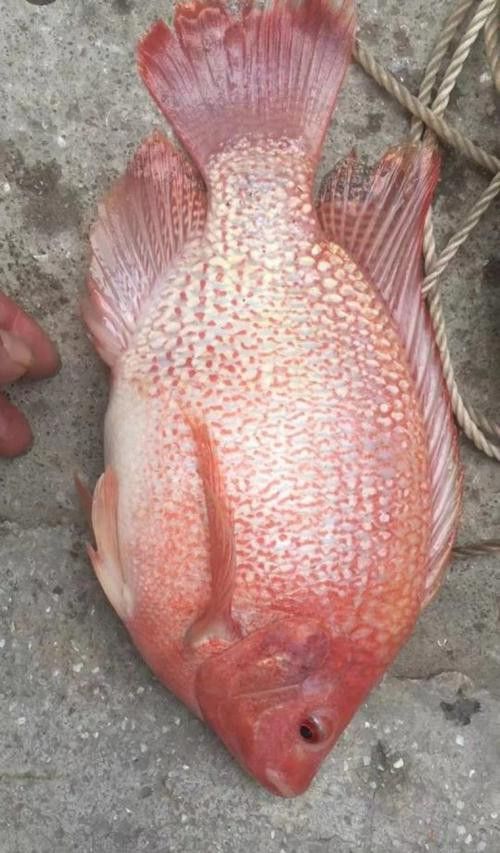 海底飛龍魚圖片大全
