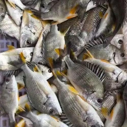 海底飛龍魚圖片大全