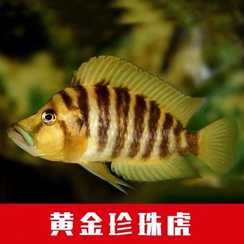 海底飛龍魚圖片大全