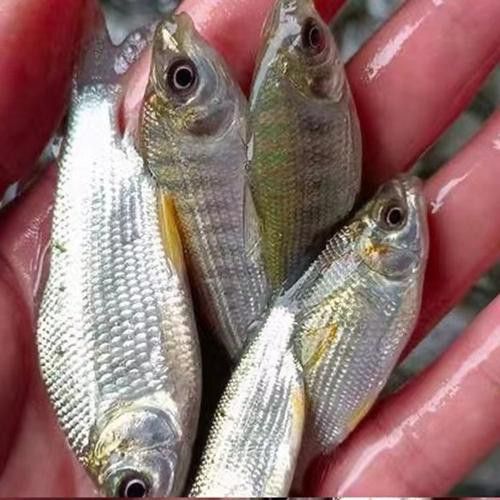 海底飛龍魚圖片大全
