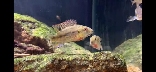 海底飛龍魚圖片大全