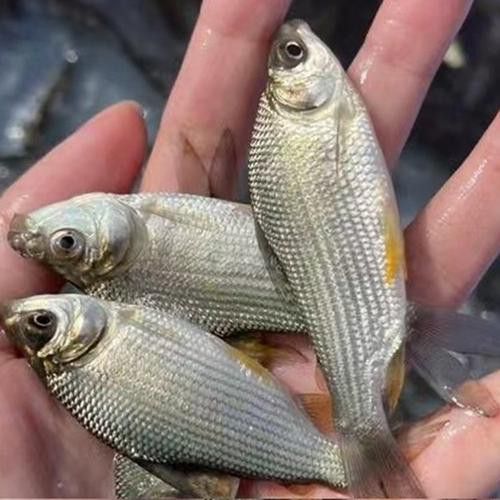 海底飛龍魚圖片大全