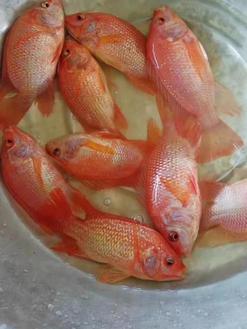 海底飛龍魚圖片大全