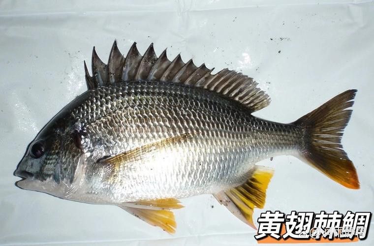 海底飛龍魚圖片大全