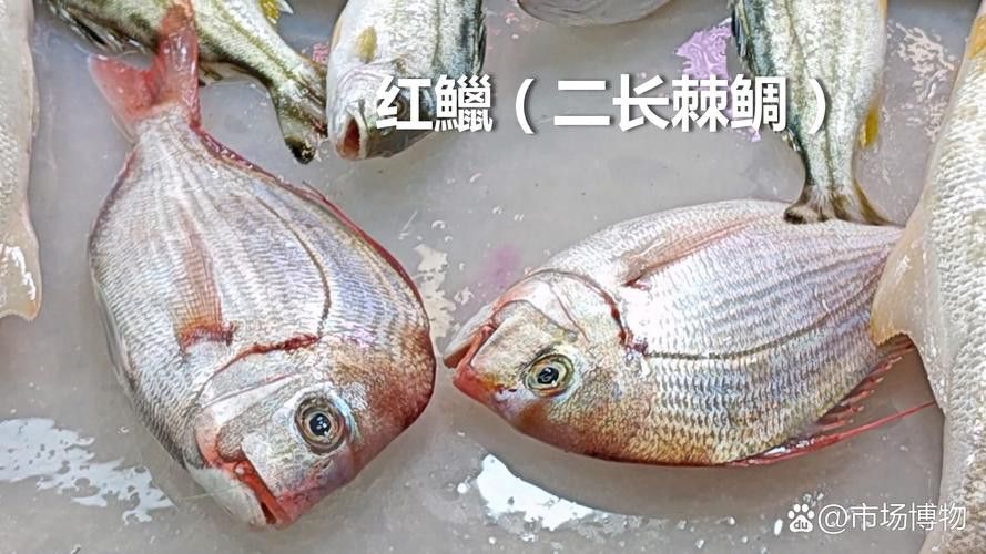 海底飛龍魚圖片大全