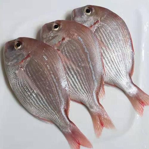 海底飛龍魚圖片大全