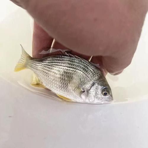 海底飛龍魚圖片大全