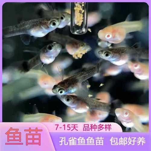 海底飛龍魚圖片大全