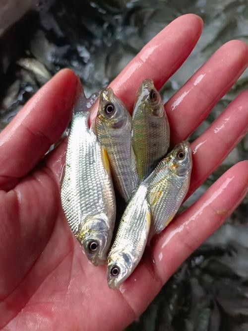 海底飛龍魚圖片大全