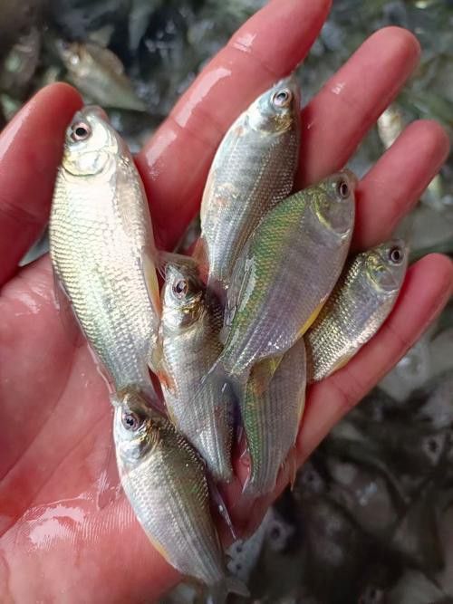 海底飛龍魚圖片大全