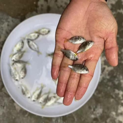 海底飛龍魚圖片大全