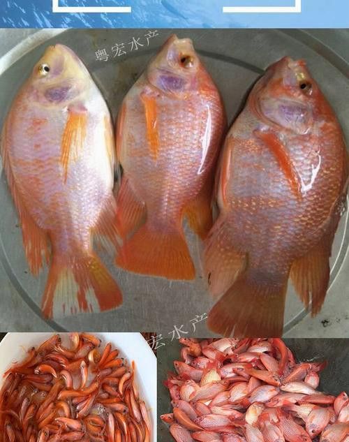 海底飛龍魚圖片大全