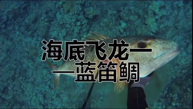 海底飛龍魚圖片大全