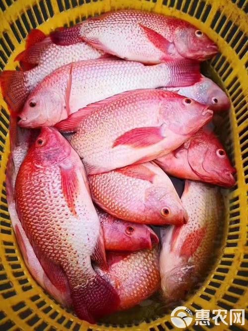 海底飛龍魚圖片大全