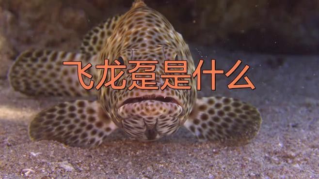 海底飛龍魚圖片大全