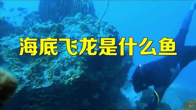 海底飛龍魚圖片大全
