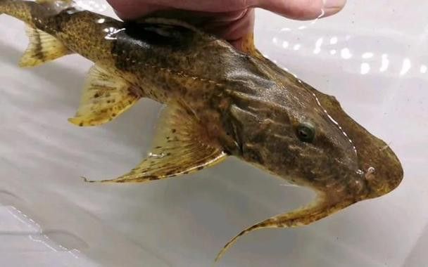 海底飛龍魚圖片大全
