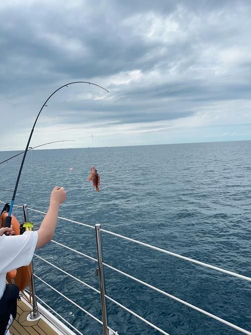 海底飛龍魚圖片大全