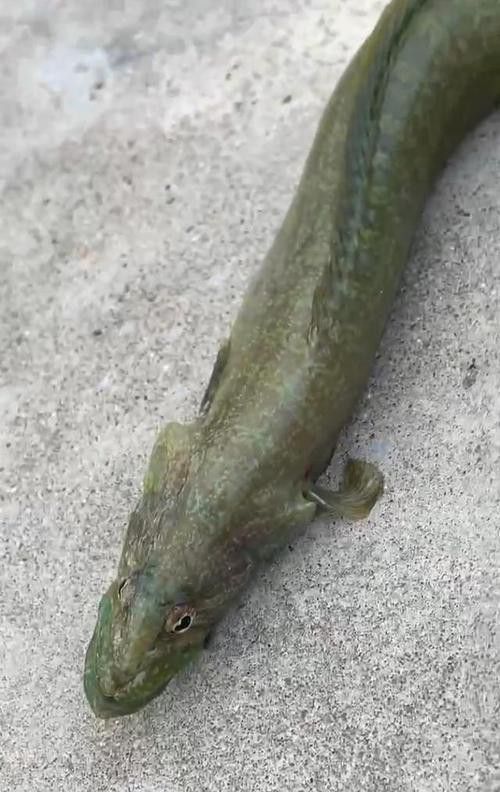 海底飛龍魚圖片大全