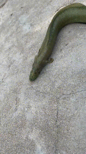 海底飛龍魚圖片大全