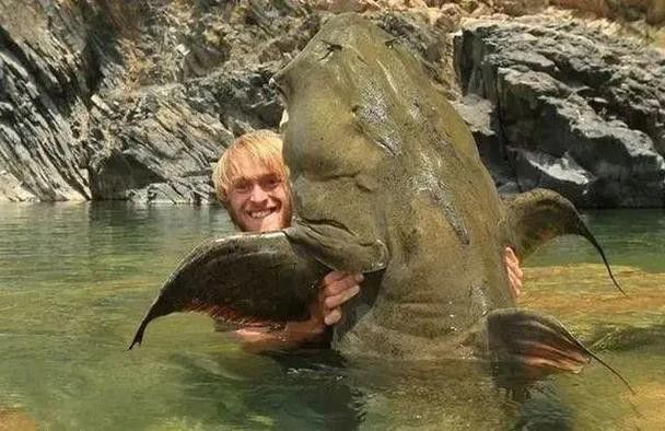 海底飛龍魚圖片大全