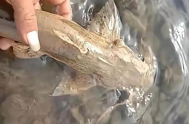 海底飛龍魚圖片大全