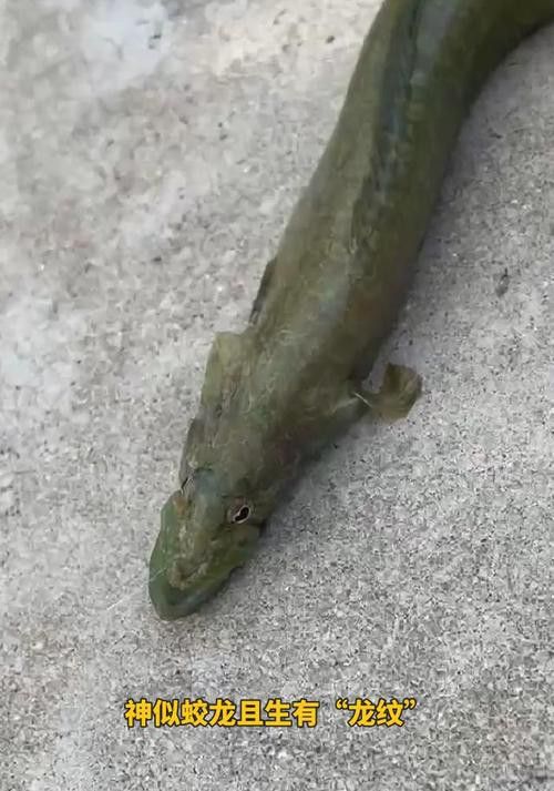 海底飛龍魚圖片大全