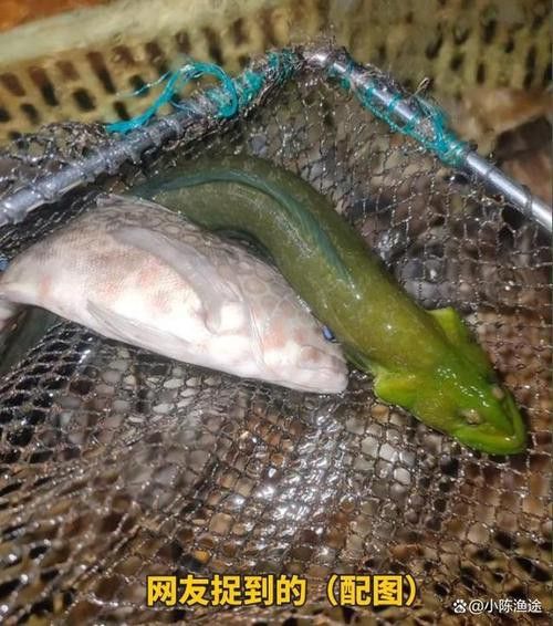 海底飛龍魚圖片大全