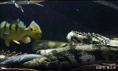 龍魚吃食正常趴缸是什么原因 魚：龍魚在進食后出現趴缸的行為可能由多種因素引起