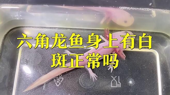 如何區(qū)分六角龍魚的白點病和天然白斑？