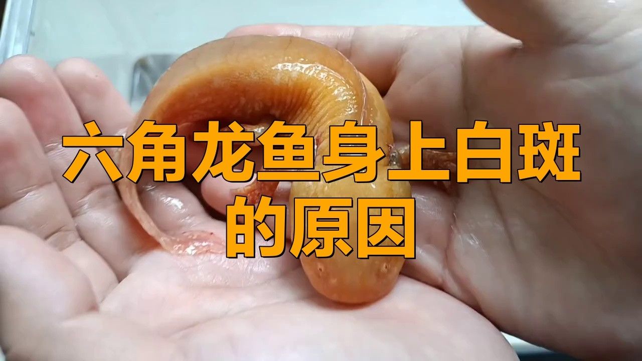 如何區(qū)分六角龍魚的白點病和天然白斑？
