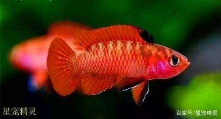 龍魚怎么變色了呢圖片:如何判斷龍魚變色的基本過程 龍魚百科 第5張 龍魚怎么變色了呢圖片:如何判斷龍魚變色的基本過程 龍魚怎么變色了呢圖片:如何判斷龍魚變色的基本過程 龍魚百科 第5張