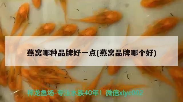 短款寬身血艷戰車紅龍