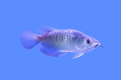 龍魚(yú)怎么上色：龍魚(yú)怎么上色，龍魚(yú)怎么增色