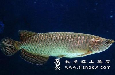 龍魚缸的最佳尺寸缸高：)-龍魚受傷后如何治療龍魚受傷用什么藥