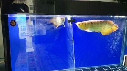 金龍魚為什么好釣呢？：關于金龍魚為什么好釣的問題搜索結果中并未提供相關信息 金龍魚為什么好釣呢？：關于金龍魚為什么好釣的問題搜索結果中并未提供相關信息 龍魚百科 第2張