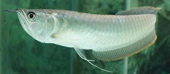 星點龍魚每天在缸低不動吃食正常（星點龍魚在缸底不動并且不吃食可能存在一些問題）