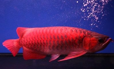 買紅龍魚并記錄：世界上最貴的觀賞魚紀錄（搜索結果6）（搜索結果6）
