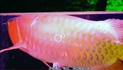 買紅龍魚并記錄：世界上最貴的觀賞魚紀錄（搜索結果6）（搜索結果6）