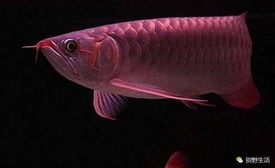 金龍魚斜著游:金龍魚斜著游可能有多種原因 龍魚百科 第2張 金龍魚斜著游:金龍魚斜著游可能有多種原因 金龍魚斜著游:金龍魚斜著游可能有多種原因 龍魚百科 第2張